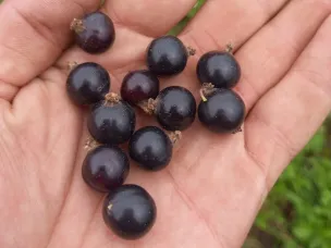 В  городском округе Воротынский приступили к уборке урожая