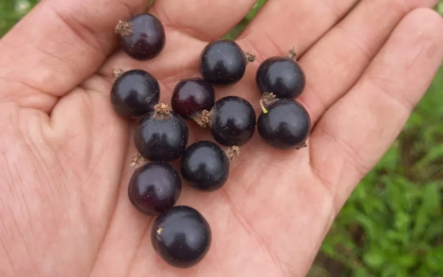 В  городском округе Воротынский приступили к уборке урожая