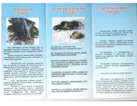 Половодье